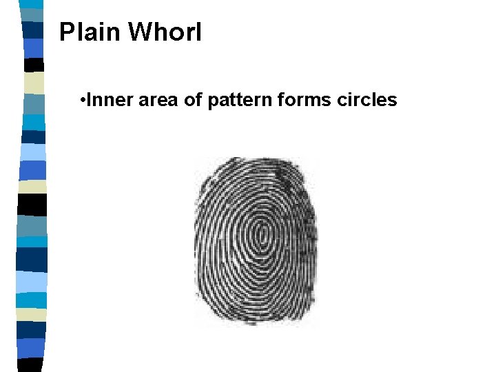 Plain Whorl • Inner area of pattern forms circles 