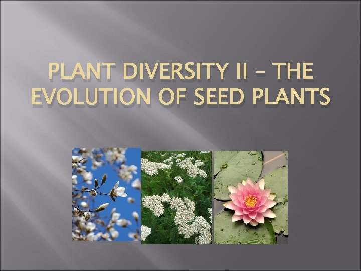 PLANT DIVERSITY II – THE EVOLUTION OF SEED PLANTS 