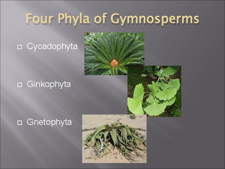 Four Phyla of Gymnosperms Cycadophyta Ginkophyta Gnetophyta 