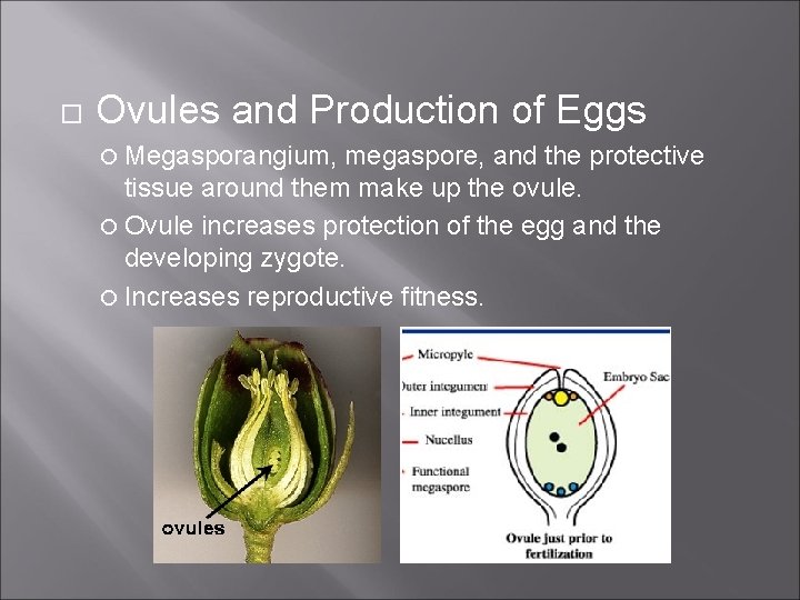  Ovules and Production of Eggs Megasporangium, megaspore, and the protective tissue around them