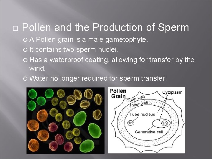 Pollen and the Production of Sperm A Pollen grain is a male gametophyte.