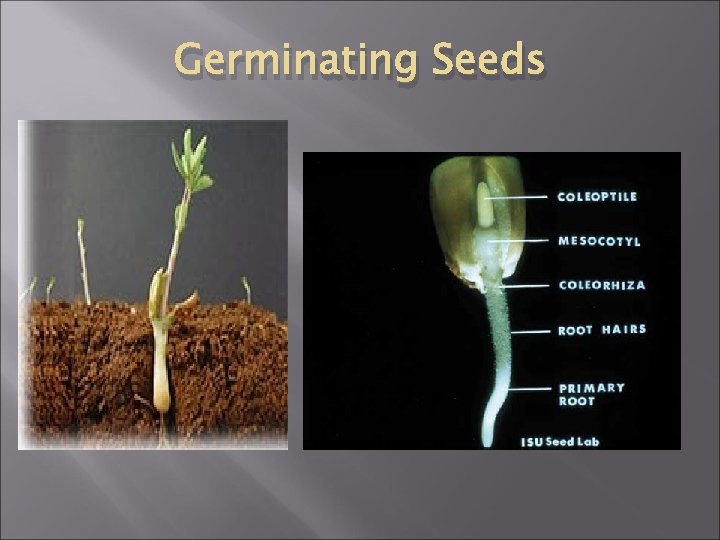 Germinating Seeds 