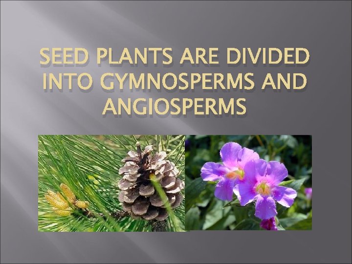 SEED PLANTS ARE DIVIDED INTO GYMNOSPERMS AND ANGIOSPERMS 