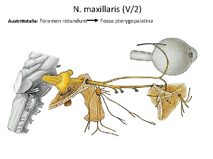 N. maxillaris (V/2) Austrittstelle: Foramen rotundum Fossa pterygopalatina 