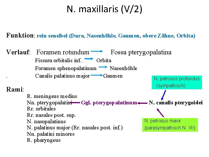N. maxillaris (V/2) Funktion: rein sensibel (Dura, Nasenhöhle, Gaumen, obere Zähne, Orbita) Verlauf: Foramen
