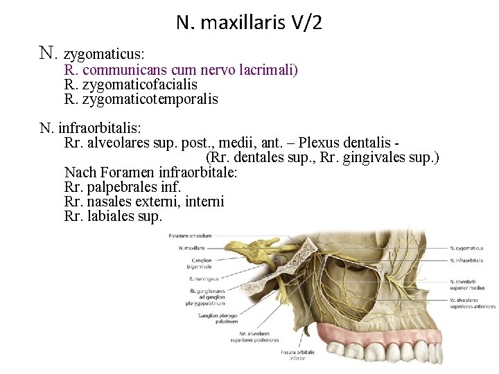 N. maxillaris V/2 N. zygomaticus: R. communicans cum nervo lacrimali) R. zygomaticofacialis R. zygomaticotemporalis