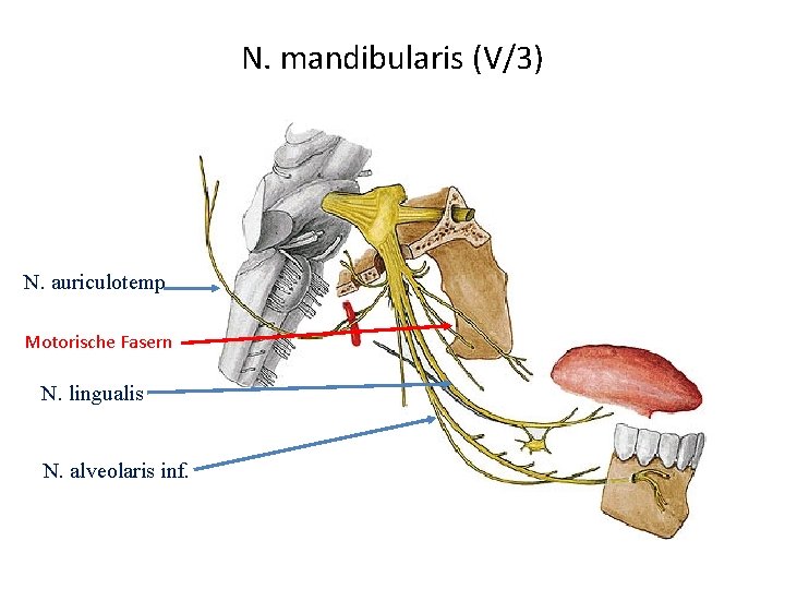 N. mandibularis (V/3) N. auriculotemp. Motorische Fasern N. lingualis N. alveolaris inf. 