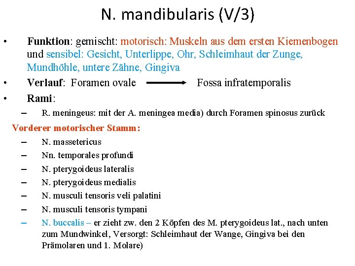 N. mandibularis (V/3) • Funktion: gemischt: motorisch: Muskeln aus dem ersten Kiemenbogen und sensibel: