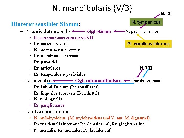 N. mandibularis (V/3) N. tympanicus Hinterer sensibler Stamm: – N. auriculotemporalis • • •