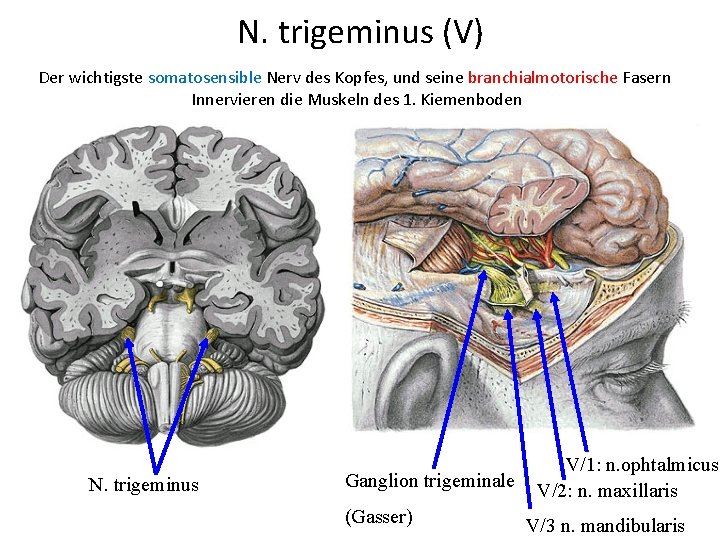N. trigeminus (V) Der wichtigste somatosensible Nerv des Kopfes, und seine branchialmotorische Fasern Innervieren