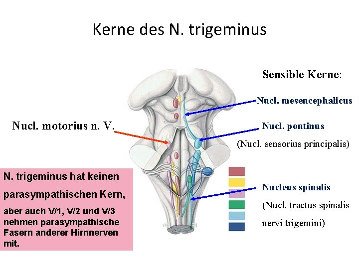 Kerne des N. trigeminus Sensible Kerne: Nucl. mesencephalicus Nucl. motorius n. V. Nucl. pontinus