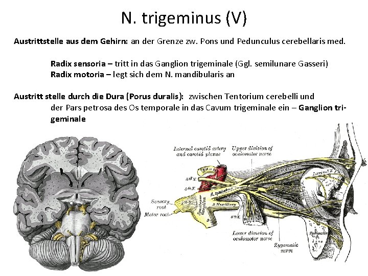 N. trigeminus (V) Austrittstelle aus dem Gehirn: an der Grenze zw. Pons und Pedunculus