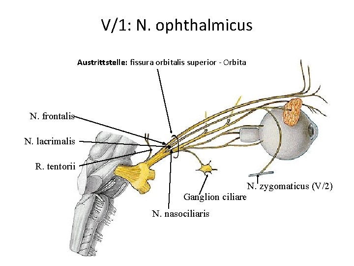 V/1: N. ophthalmicus Austrittstelle: fissura orbitalis superior - Orbita N. frontalis N. lacrimalis R.