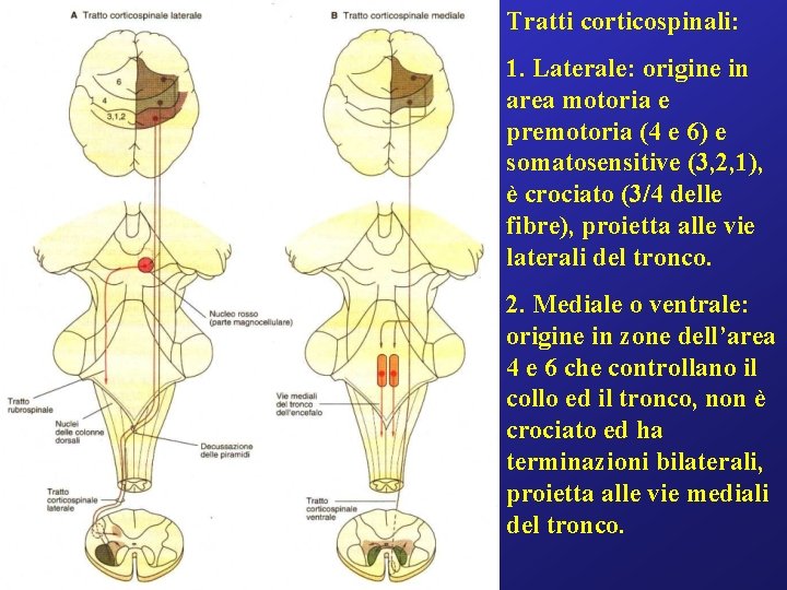 Tratti corticospinali: 1. Laterale: origine in area motoria e premotoria (4 e 6) e