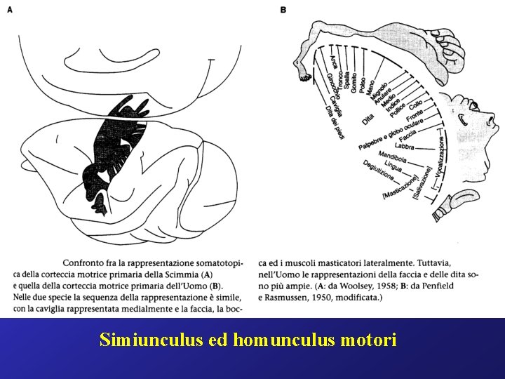 Simiunculus ed homunculus motori 