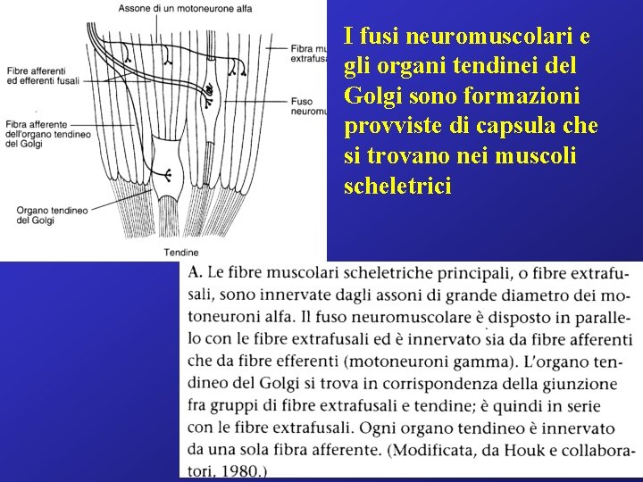 I fusi neuromuscolari e gli organi tendinei del Golgi sono formazioni provviste di capsula