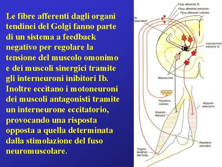 Le fibre afferenti dagli organi tendinei del Golgi fanno parte di un sistema a