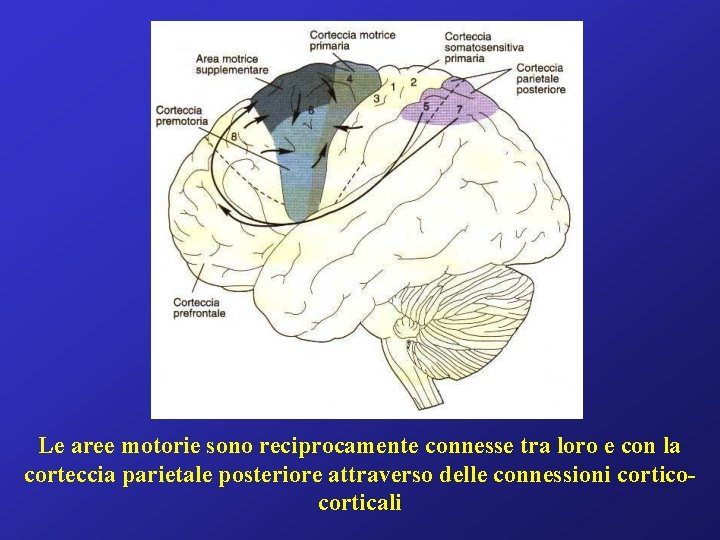 Le aree motorie sono reciprocamente connesse tra loro e con la corteccia parietale posteriore