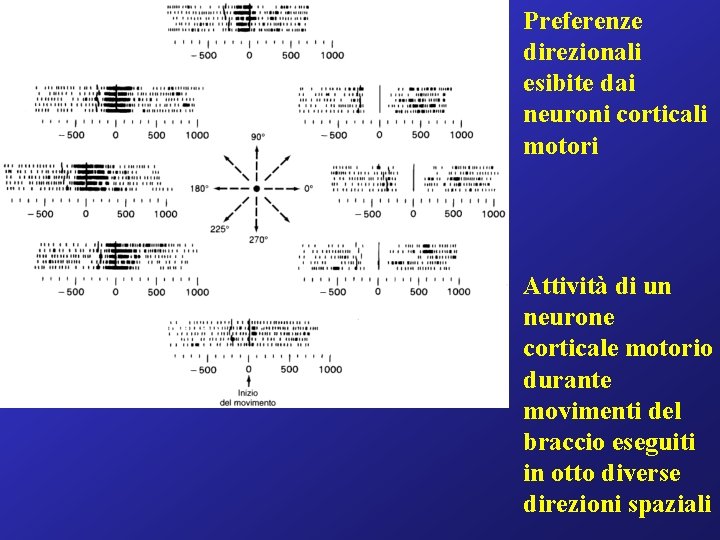 Preferenze direzionali esibite dai neuroni corticali motori Attività di un neurone corticale motorio durante
