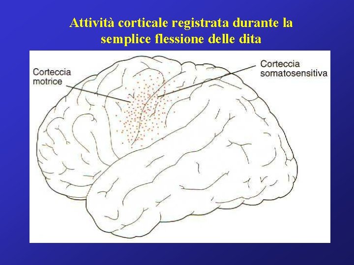 Attività corticale registrata durante la semplice flessione delle dita 