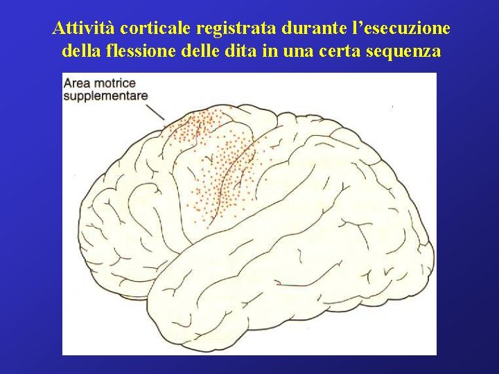 Attività corticale registrata durante l’esecuzione della flessione delle dita in una certa sequenza 