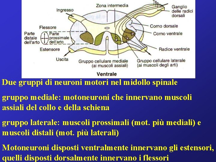 Due gruppi di neuroni motori nel midollo spinale gruppo mediale: motoneuroni che innervano muscoli