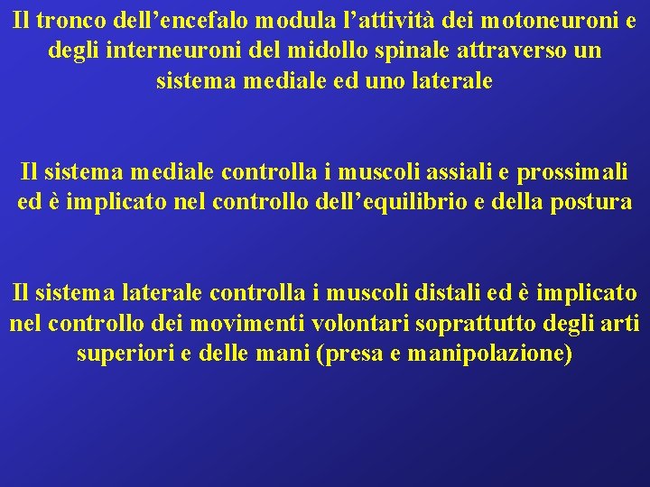 Il tronco dell’encefalo modula l’attività dei motoneuroni e degli interneuroni del midollo spinale attraverso