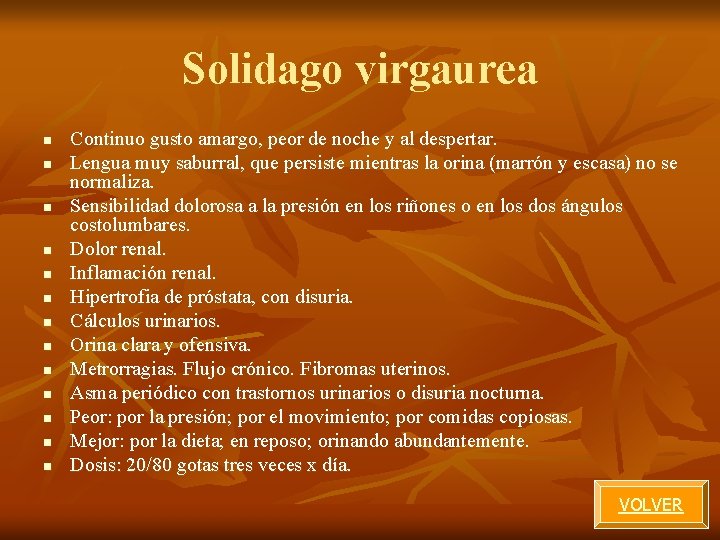 Solidago virgaurea n n n n Continuo gusto amargo, peor de noche y al Solidago virgaurea n n n n Continuo gusto amargo, peor de noche y al