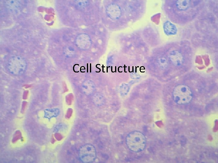 Cell Structure 