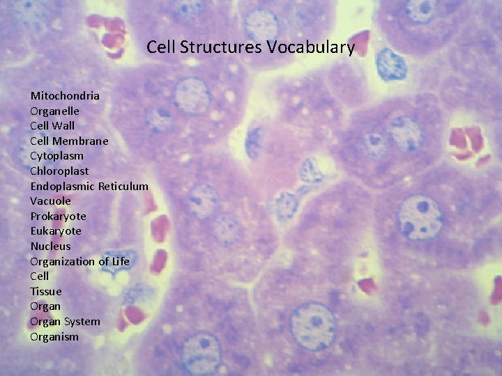 Cell Structures Vocabulary Mitochondria Organelle Cell Wall Cell Membrane Cytoplasm Chloroplast Endoplasmic Reticulum Vacuole