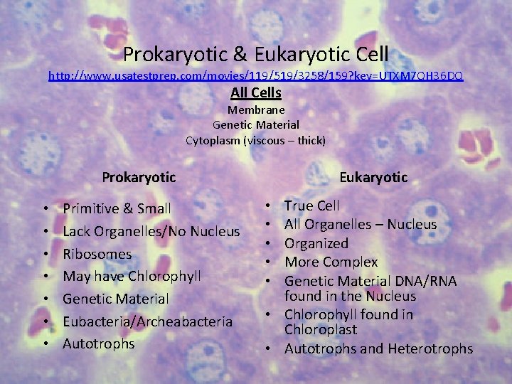 Prokaryotic & Eukaryotic Cell http: //www. usatestprep. com/movies/119/519/3258/159? key=UTXM 7 QH 36 DQ All