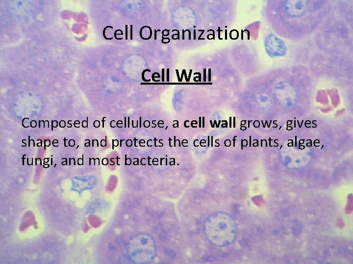 Cell Organization Cell Wall Composed of cellulose, a cell wall grows, gives shape to,