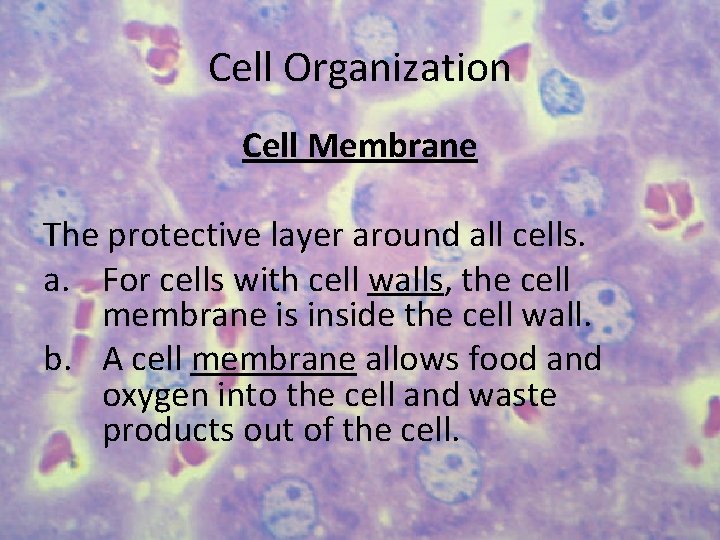 Cell Organization Cell Membrane The protective layer around all cells. a. For cells with