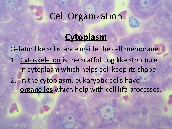 Cell Organization Cytoplasm Gelatin like substance inside the cell membrane. 1. Cytoskeleton is the