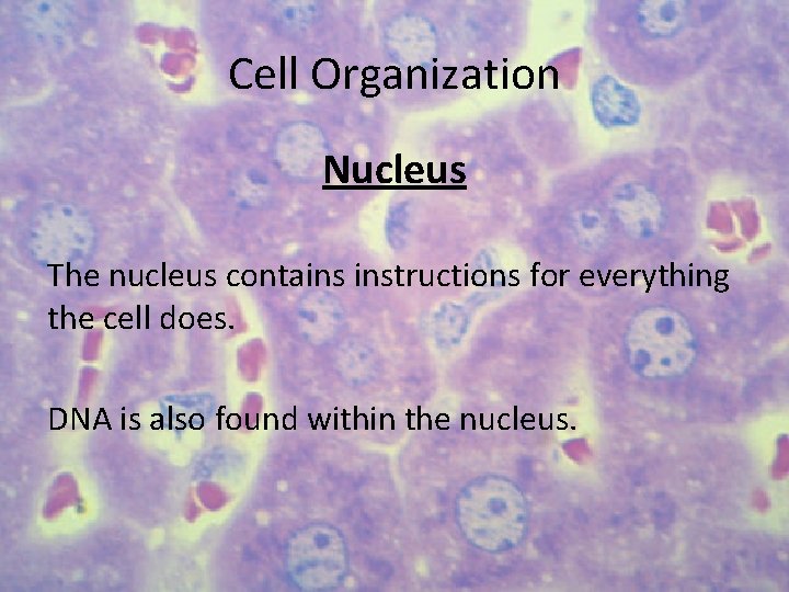 Cell Organization Nucleus The nucleus contains instructions for everything the cell does. DNA is