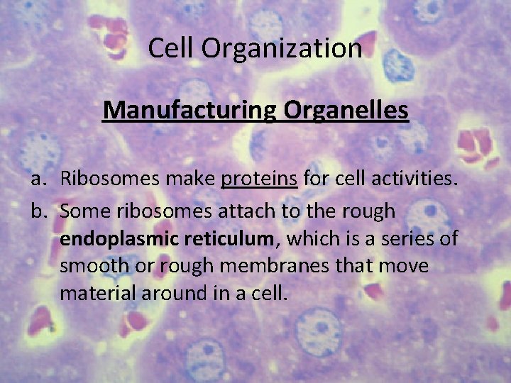 Cell Organization Manufacturing Organelles a. Ribosomes make proteins for cell activities. b. Some ribosomes