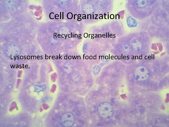 Cell Organization Recycling Organelles Lysosomes break down food molecules and cell waste. 