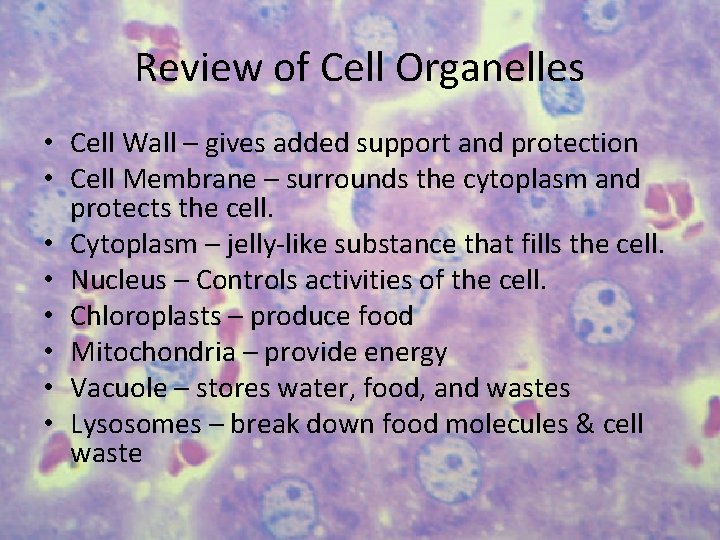 Review of Cell Organelles • Cell Wall – gives added support and protection •