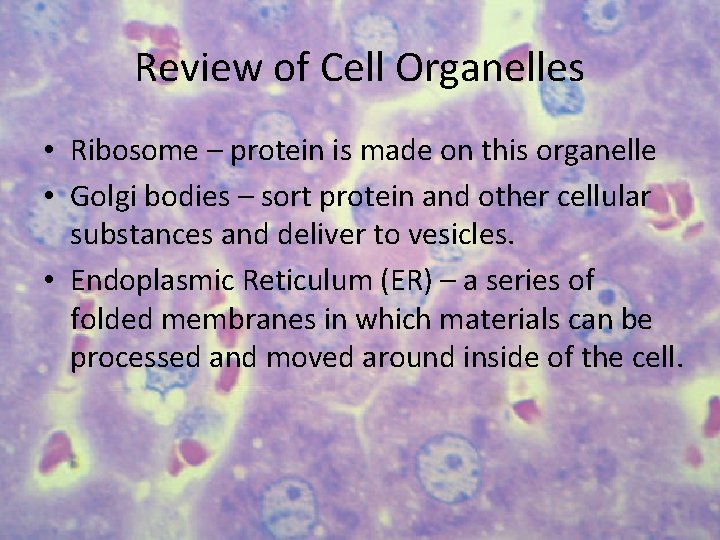 Review of Cell Organelles • Ribosome – protein is made on this organelle •