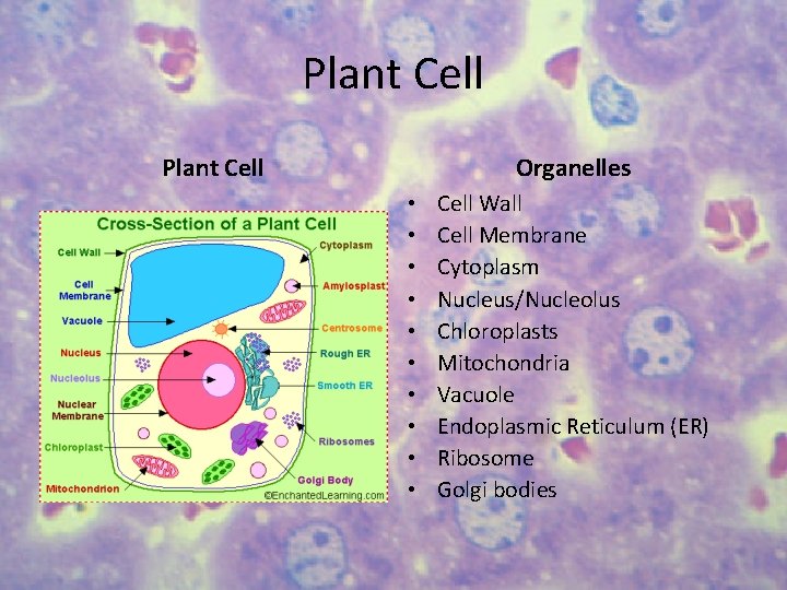 Plant Cell Organelles • • • Cell Wall Cell Membrane Cytoplasm Nucleus/Nucleolus Chloroplasts Mitochondria