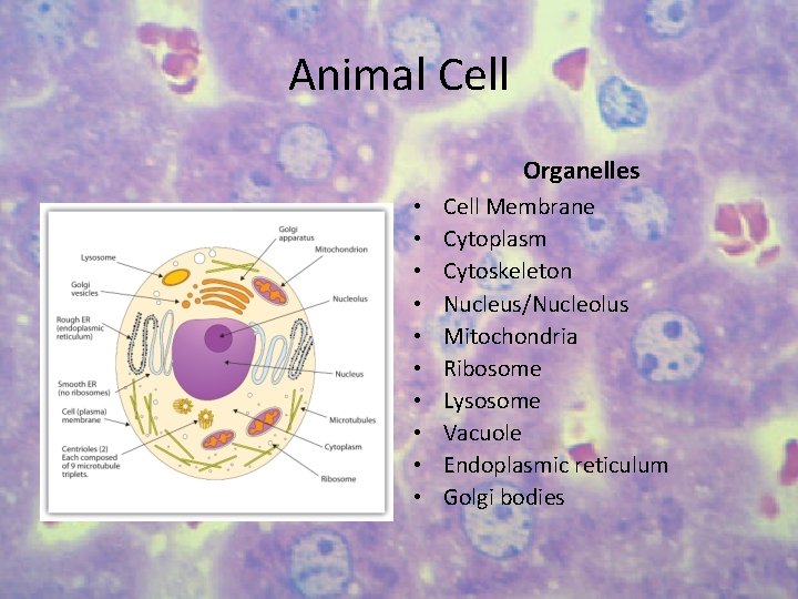 Animal Cell Organelles • • • Cell Membrane Cytoplasm Cytoskeleton Nucleus/Nucleolus Mitochondria Ribosome Lysosome
