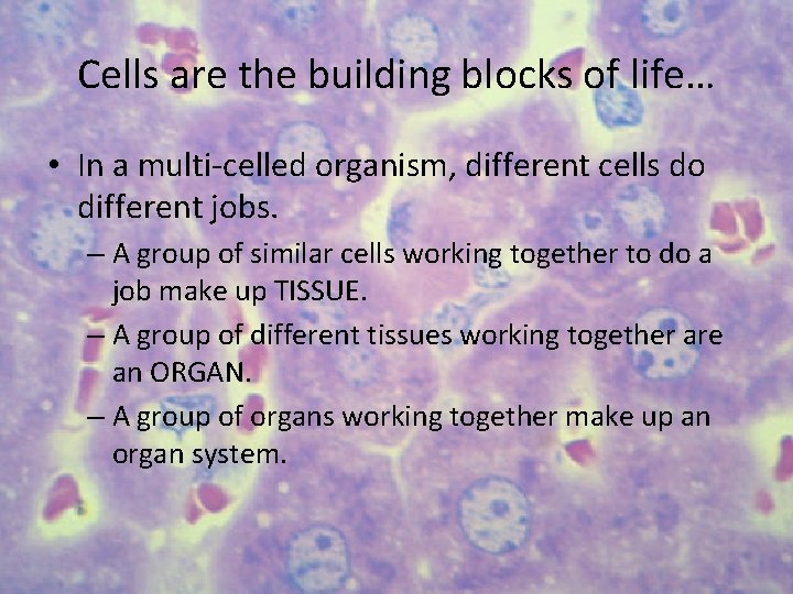 Cells are the building blocks of life… • In a multi-celled organism, different cells