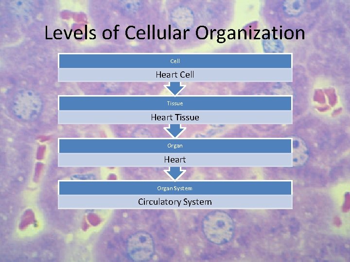 Levels of Cellular Organization Cell Heart Cell Tissue Heart Tissue Organ Heart Organ System
