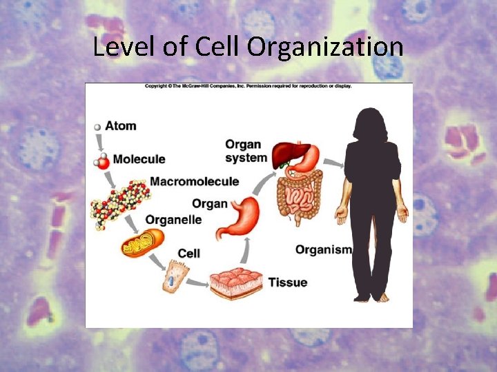 Level of Cell Organization 