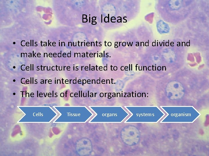 Big Ideas • Cells take in nutrients to grow and divide and make needed