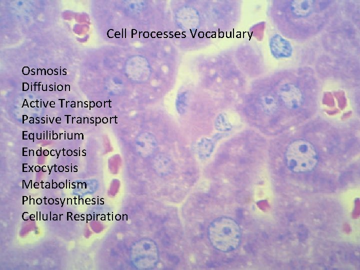 Cell Processes Vocabulary Osmosis Diffusion Active Transport Passive Transport Equilibrium Endocytosis Exocytosis Metabolism Photosynthesis