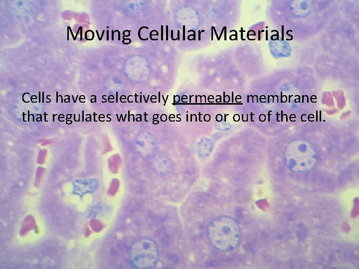 Moving Cellular Materials Cells have a selectively permeable membrane that regulates what goes into