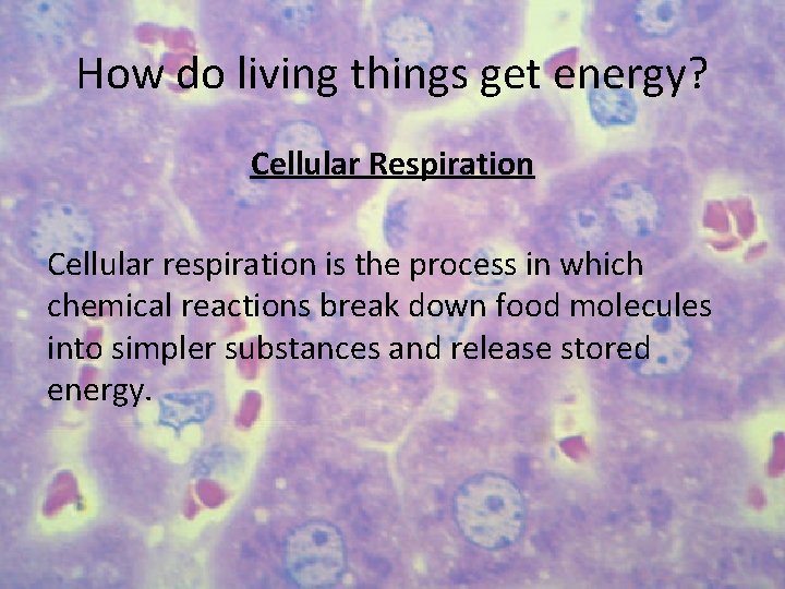 How do living things get energy? Cellular Respiration Cellular respiration is the process in