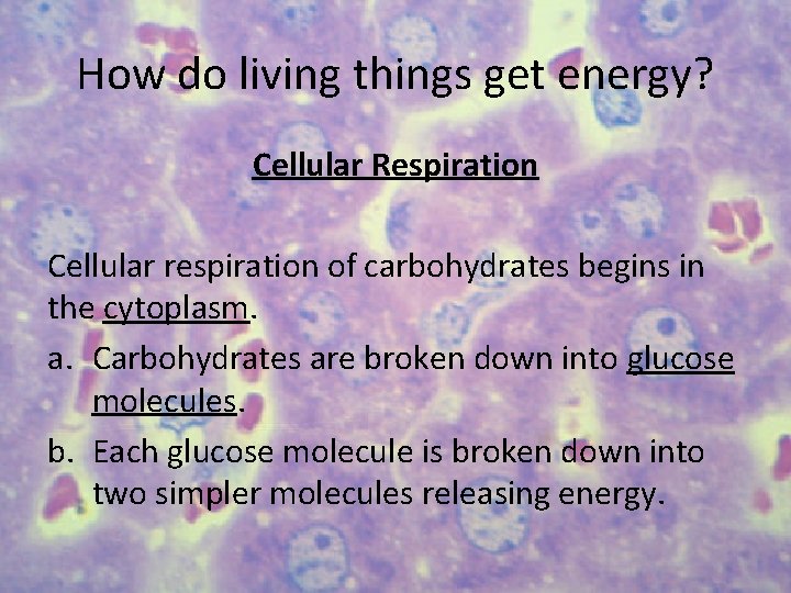 How do living things get energy? Cellular Respiration Cellular respiration of carbohydrates begins in