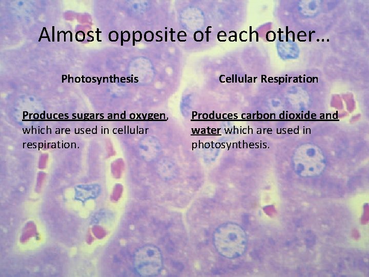 Almost opposite of each other… Photosynthesis Produces sugars and oxygen, which are used in